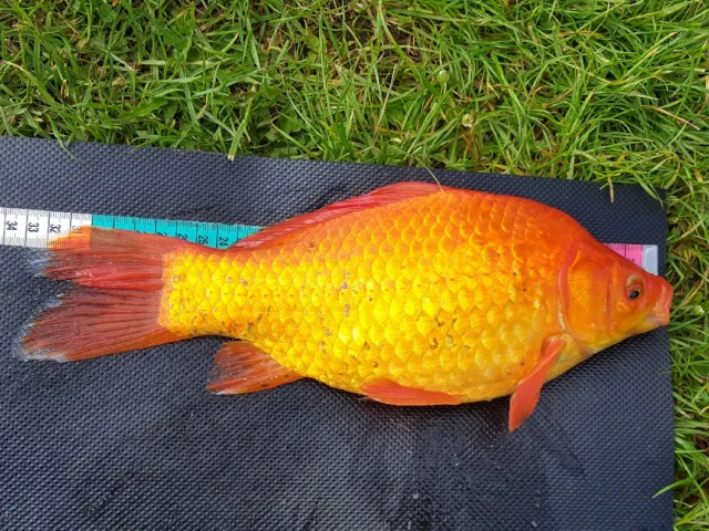 Goldfisch