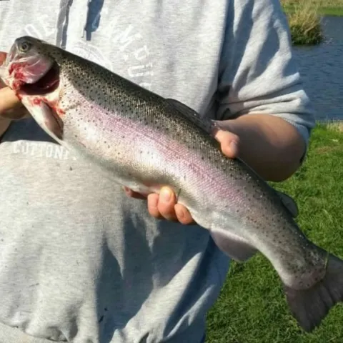 Regenbogenforelle