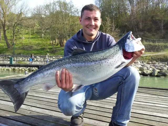 Lachs