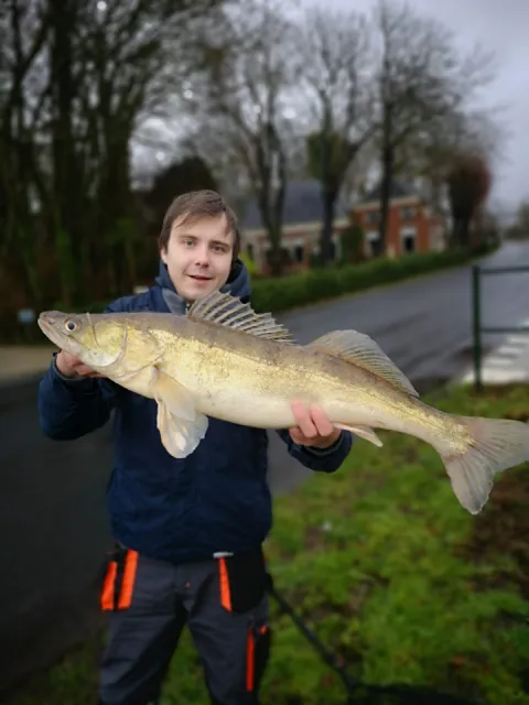 Zander