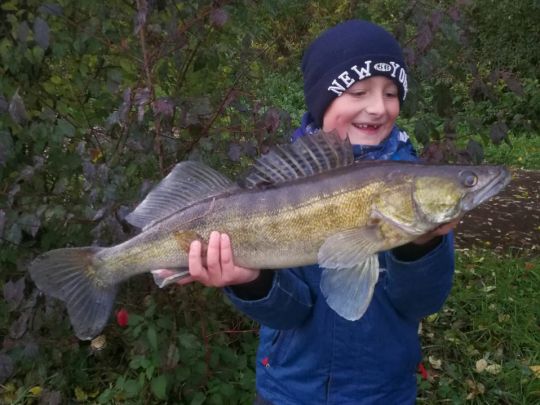 Zander