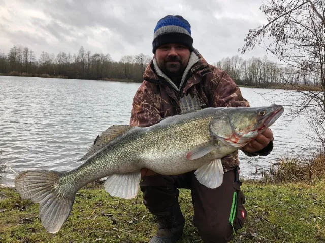Zander
