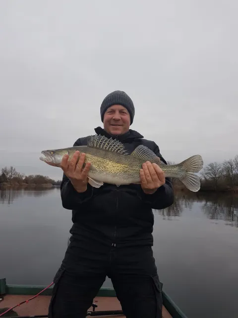 Zander