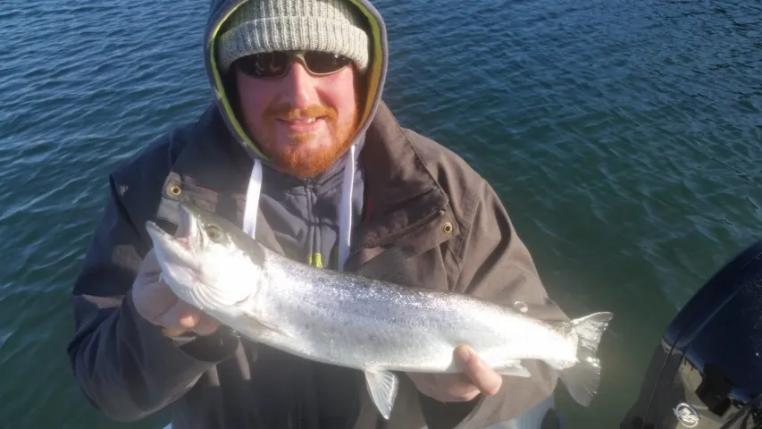 Meerforelle