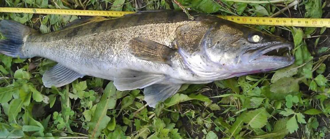 Zander