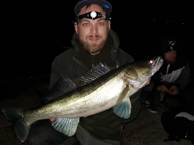 Zander