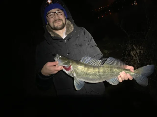 Zander