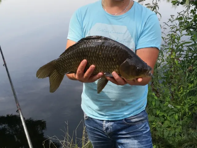 Giebel