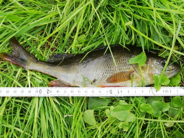 Flussbarsch