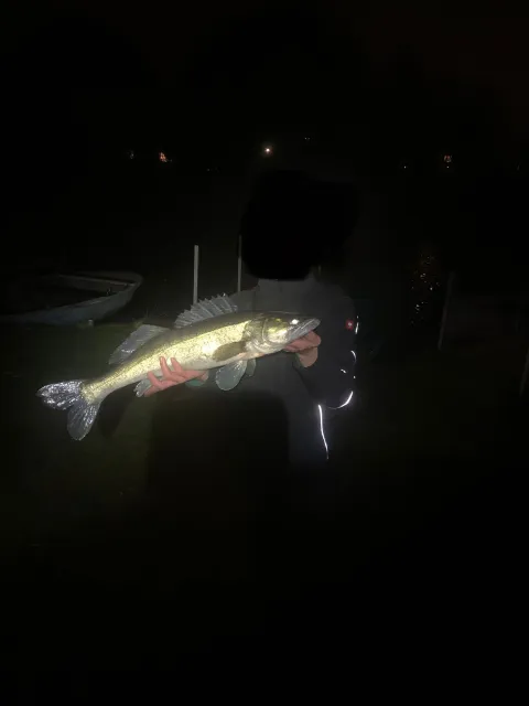 Zander
