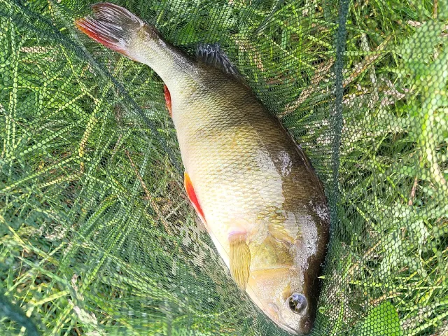 Flussbarsch