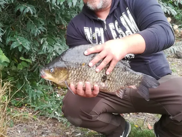 Karausche