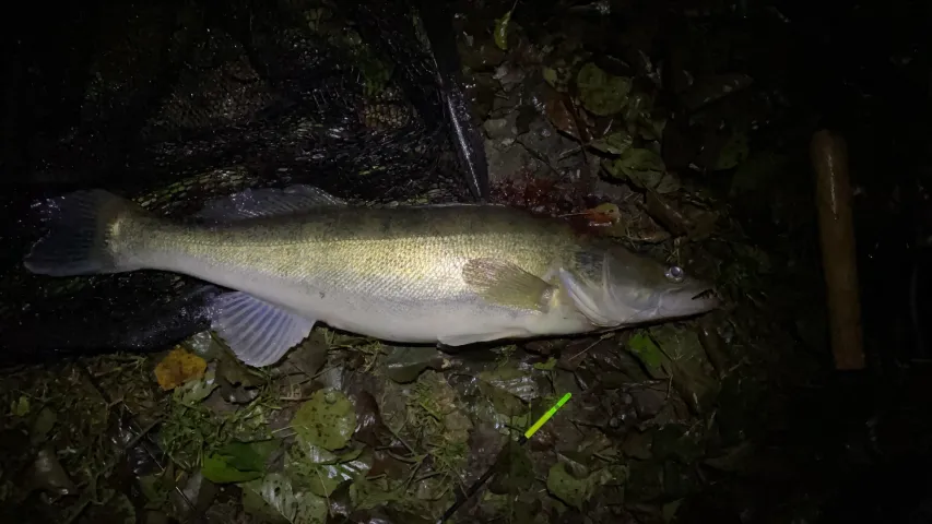 Zander