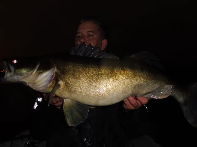 Zander