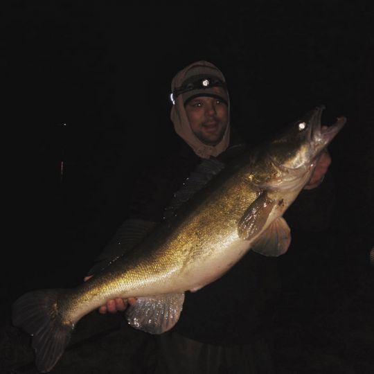 Zander