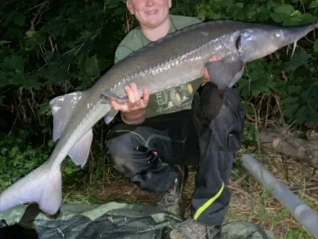Stör