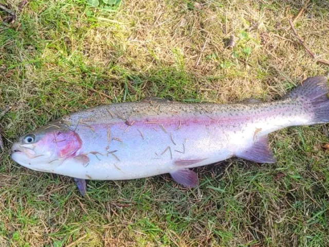 Regenbogenforelle