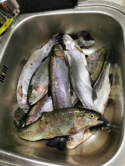 Regenbogenforelle