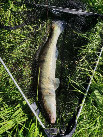 Zander