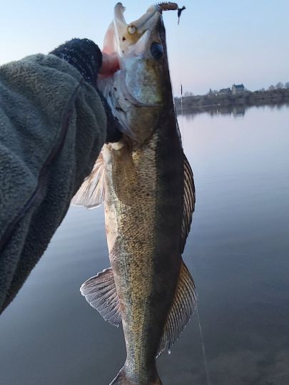 Zander