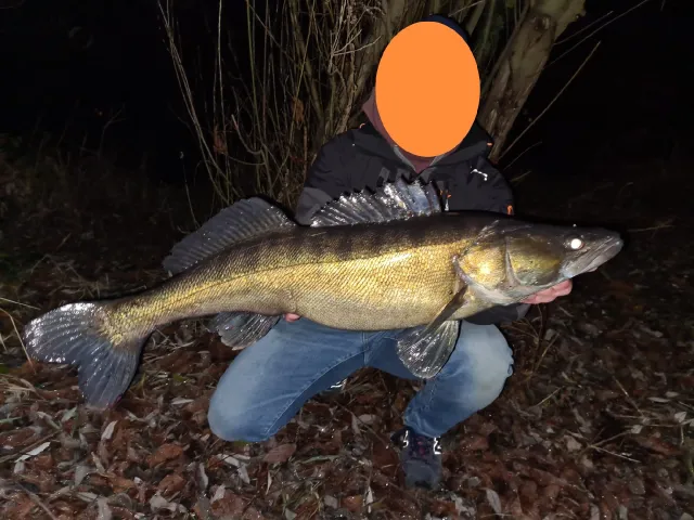 Zander
