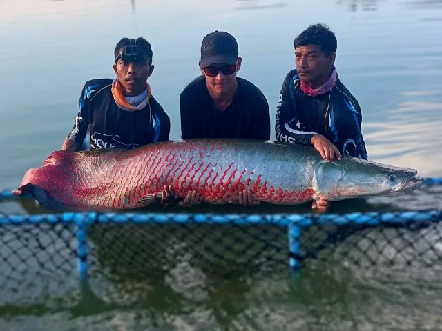 Arapaima