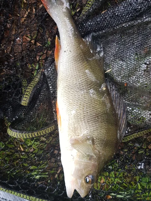 Flussbarsch