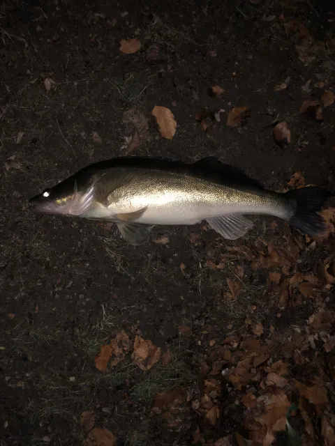 Zander