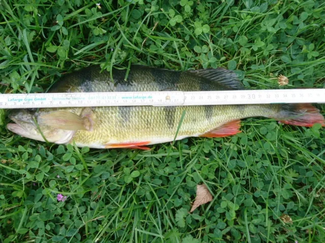Flussbarsch