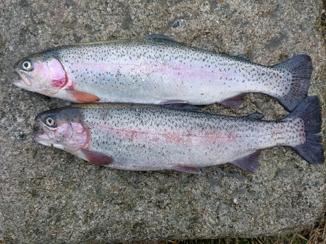 Regenbogenforelle