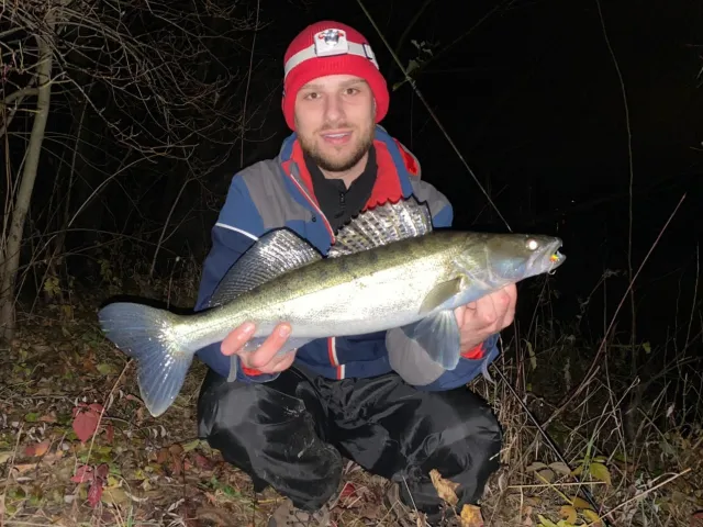 Zander