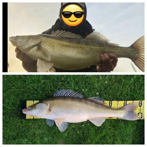Zander