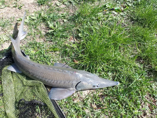 Stör