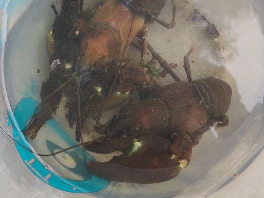 Roter amerikanischer Sumpfkrebs