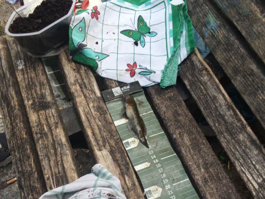 Schwarzmund-Grundel-6