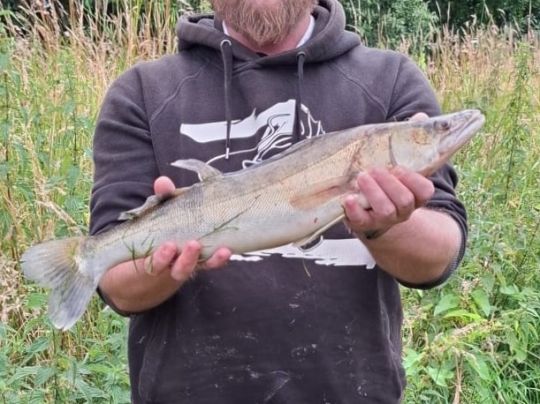 Zander-0