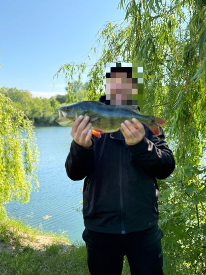 Flussbarsch