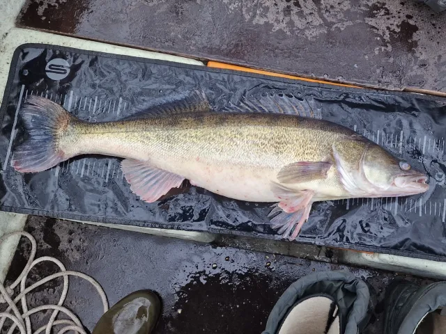 Zander