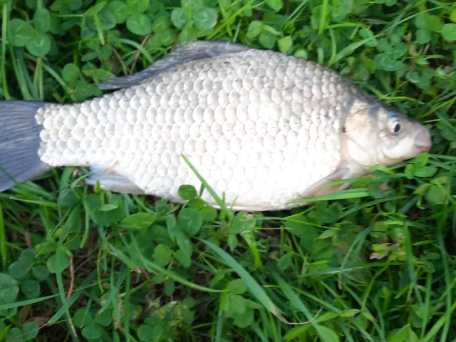 Giebel