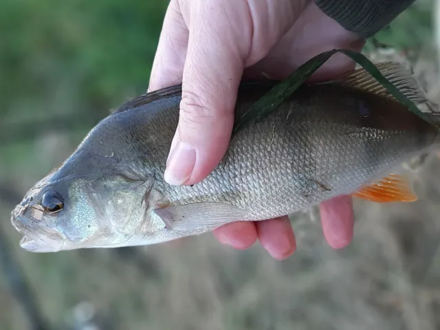 Flussbarsch