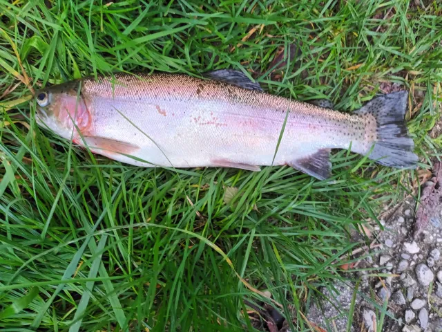 Regenbogenforelle
