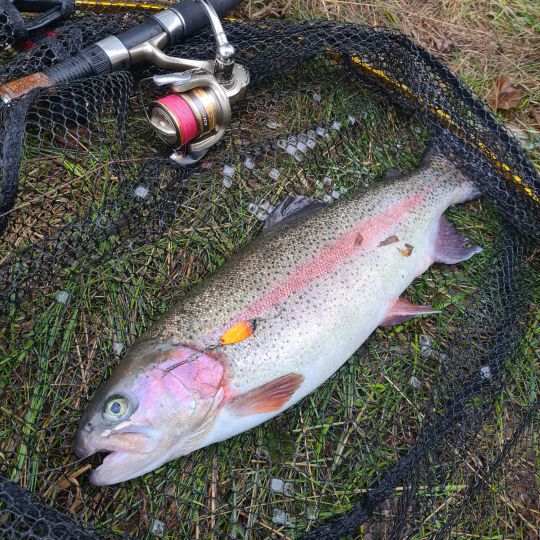 Regenbogenforelle