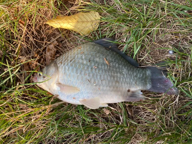 Karausche