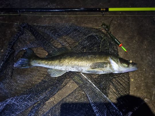 Zander