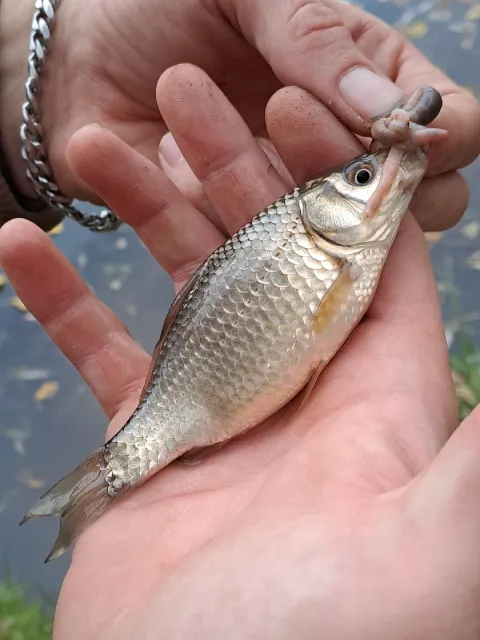 Karausche