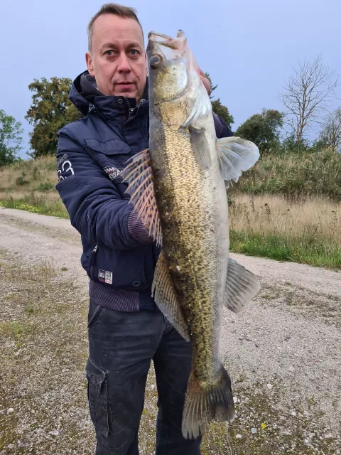 Zander