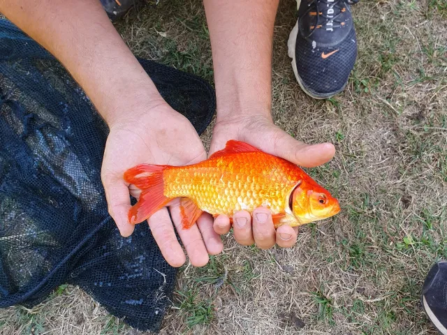 Karausche
