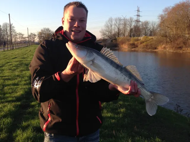 Zander