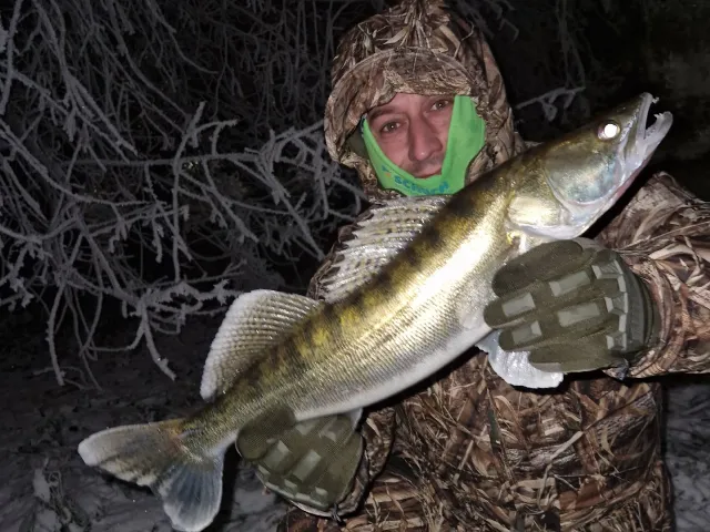 Zander