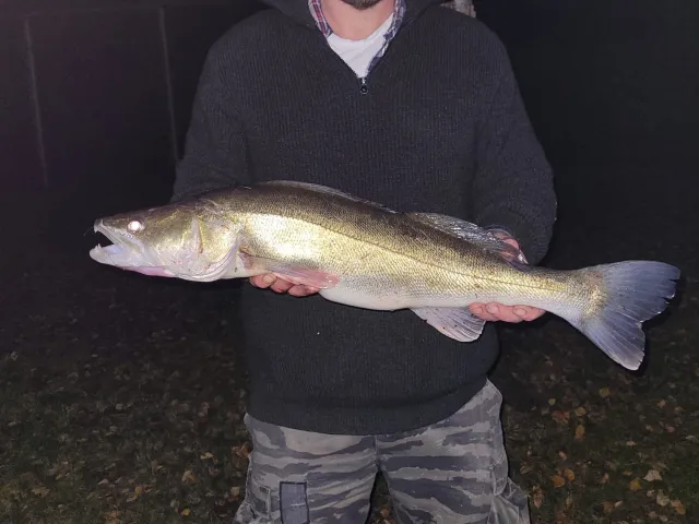 Zander
